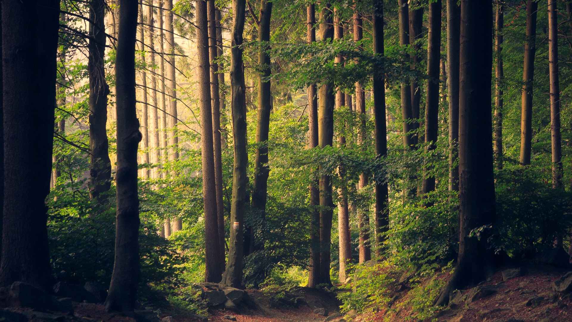 the silence of forest